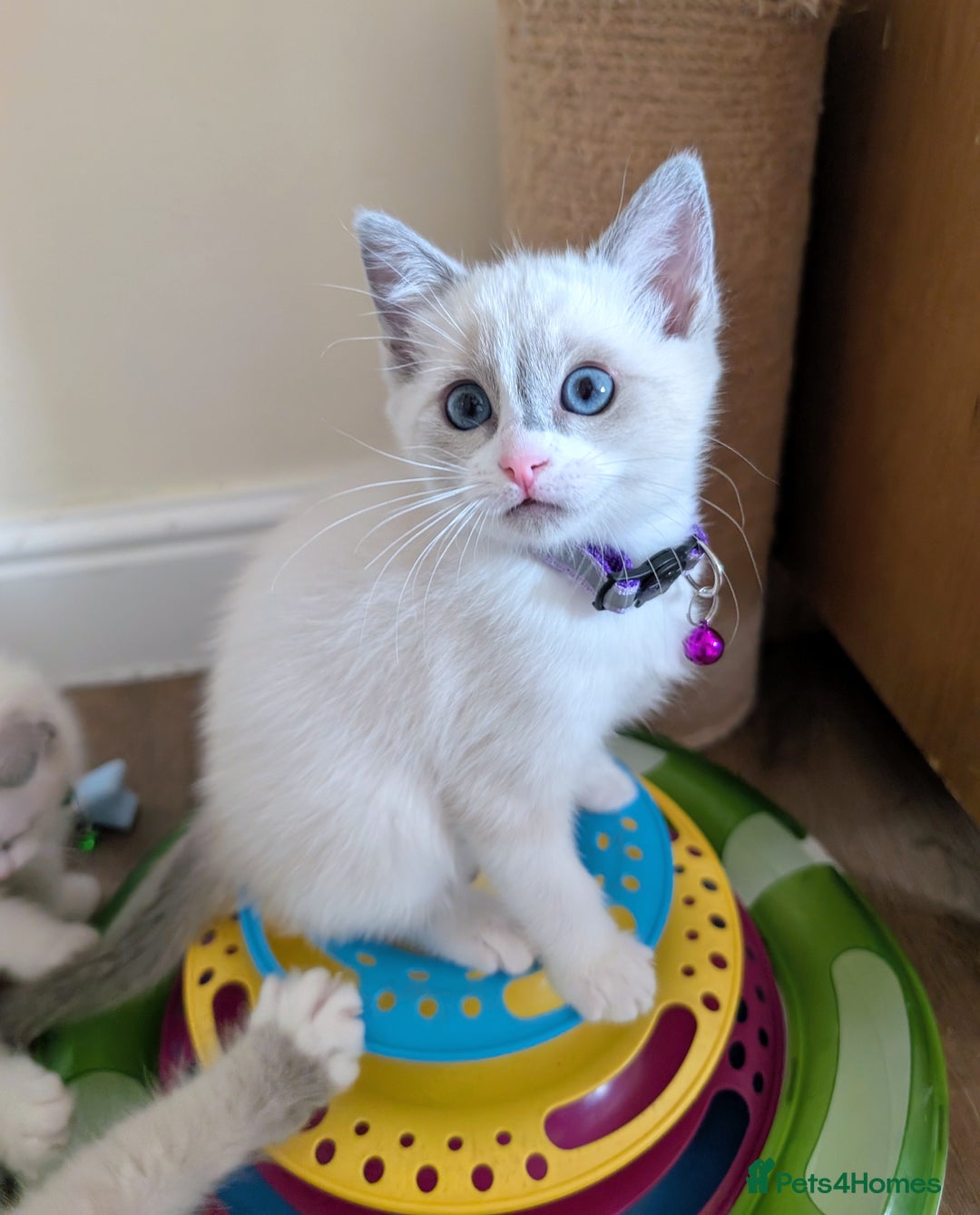 Ragamese cats for sale: 🐾💎Ragdoll X Siamese (Ragamese) Kittens💎🐾 - Image 9