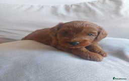 Cockapoo dogs for sale: Gorgeous Red Cockapoo Girl Puppy For Sale  - Image 7