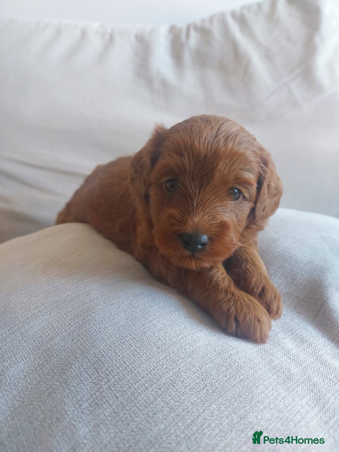 Cockapoo dogs for sale: Gorgeous Red Cockapoo Girl Puppy For Sale  - Image 7