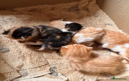 British Longhair cats for sale: 2 beautiful fluffy ginger kittens  - Image 4