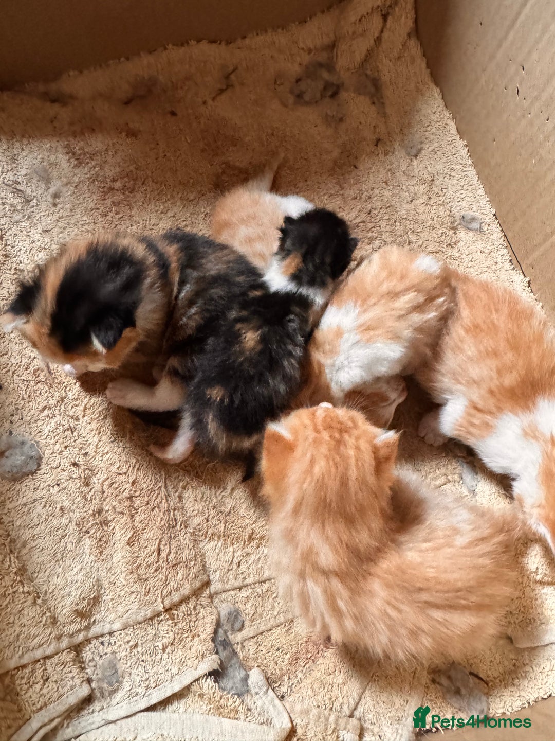 British Longhair cats for sale: 2 beautiful fluffy ginger kittens  - Image 4