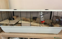 Hamster rodents for sale: Russian Dwarf Hamster  - Image 6
