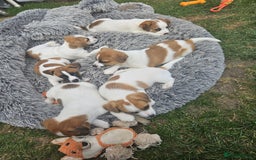 Jack Russell dogs for sale: Pure jack russell puppies  - Image 15