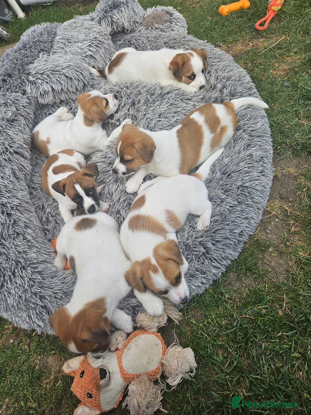 Jack Russell dogs for sale: Pure jack russell puppies  - Image 15