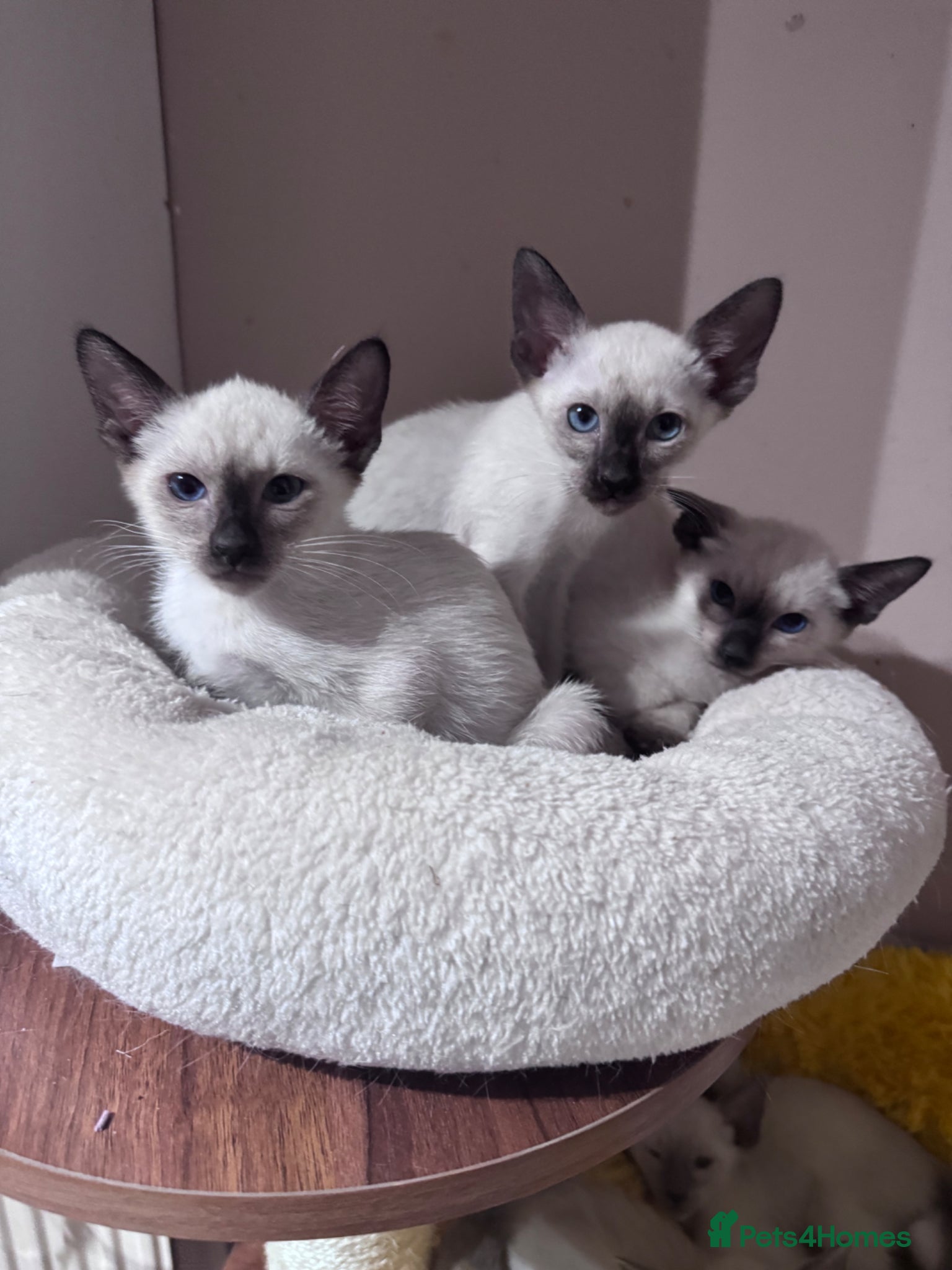 Siamese cats 3 affectionate Siamese kittens available  - Advert 4