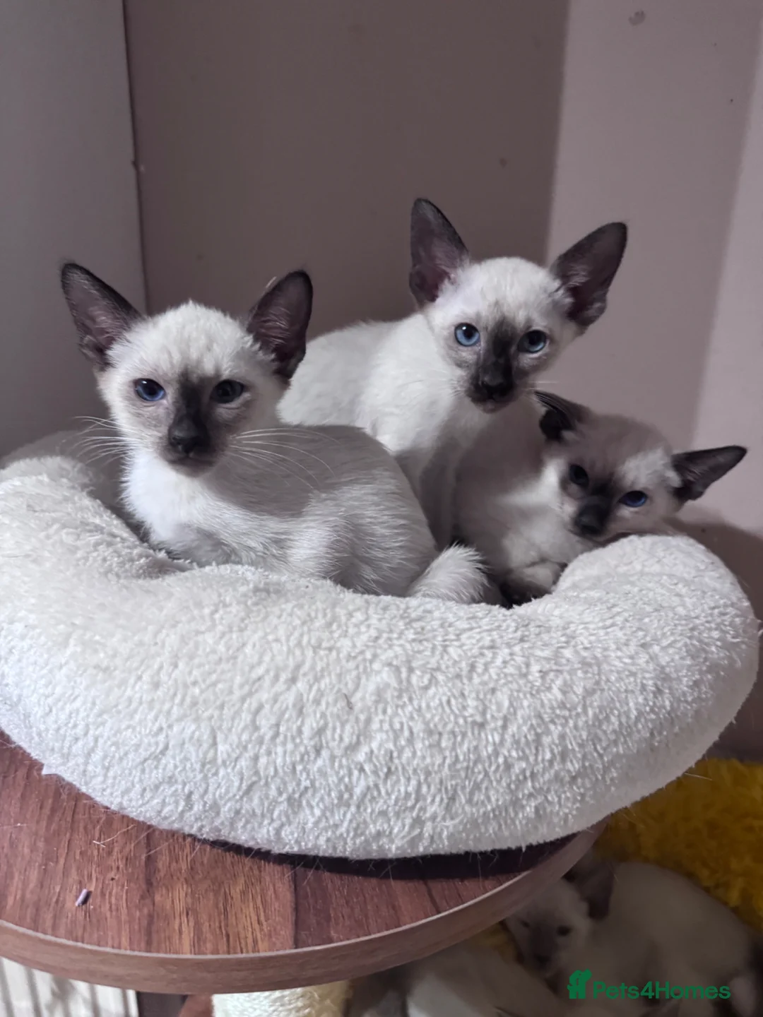 Siamese cats for sale: 3 affectionate Siamese kittens available  - Advert 1
