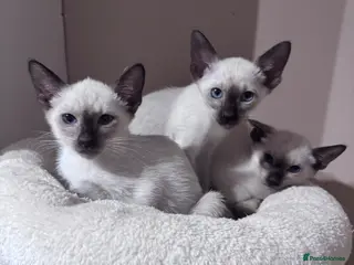 Siamese cats 3 affectionate Siamese kittens available - Advert 3