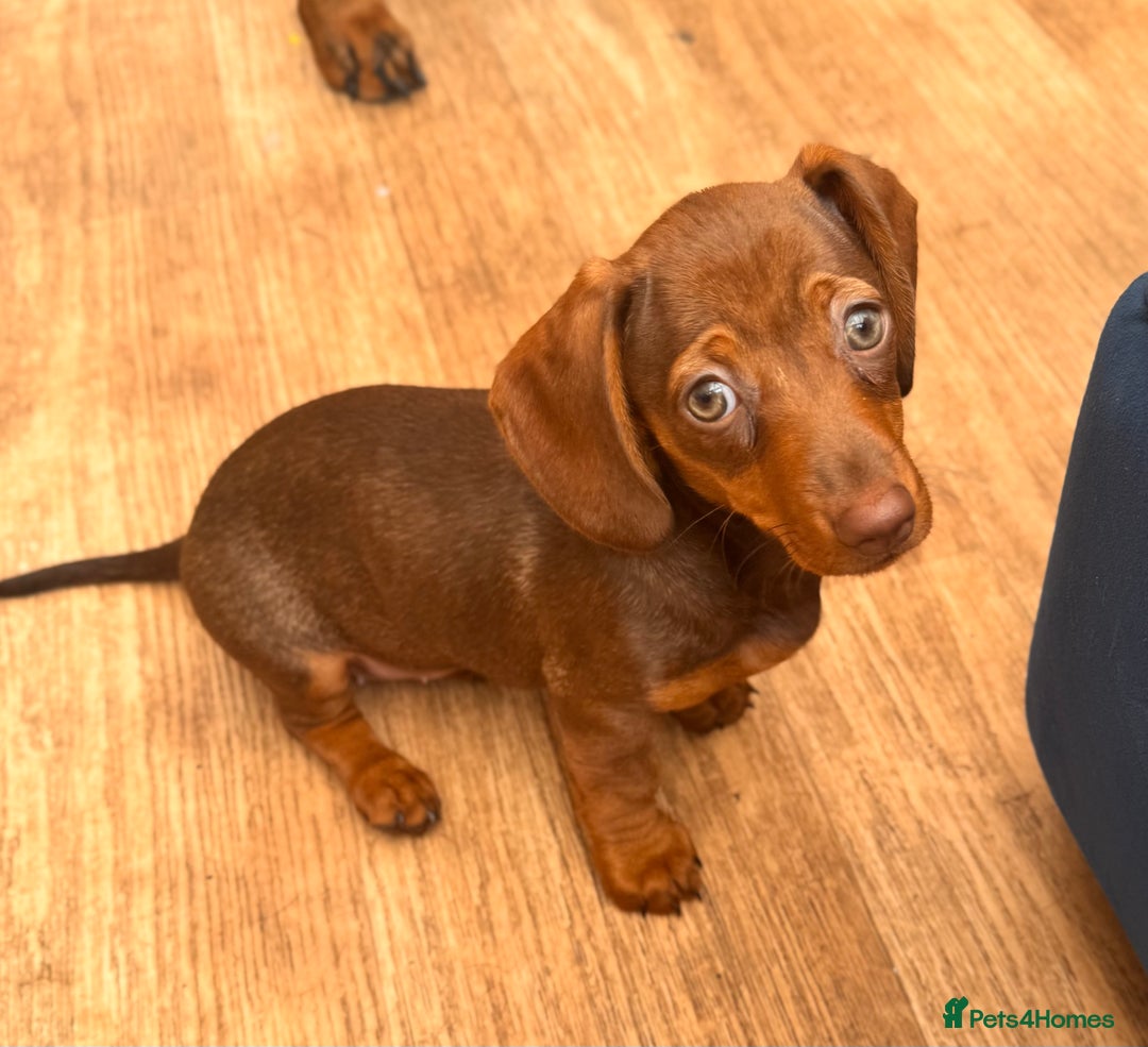Miniature Dachshund dogs for sale: BEAUTIFUL MINI DACHSHUND PUPPIES READY NOW - Image 18