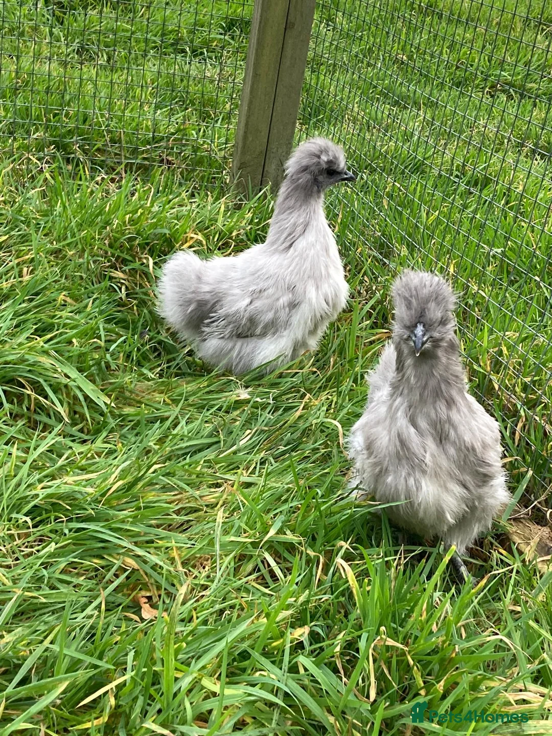 Chickens poultry for sale: Chickens for sale - Advert 2