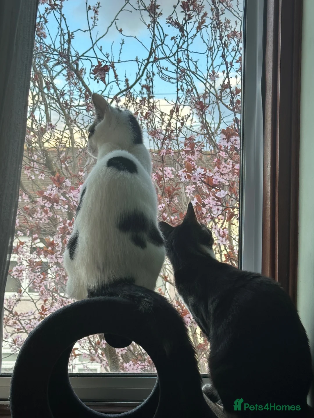 Domestic Shorthair cats for sale: FREE - 2 Cats to rehome in a loving home  in Carshalton - Advert 1