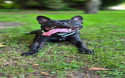 Mixed Breed dogs for sale: Male Fraffie For Sale - Image 1