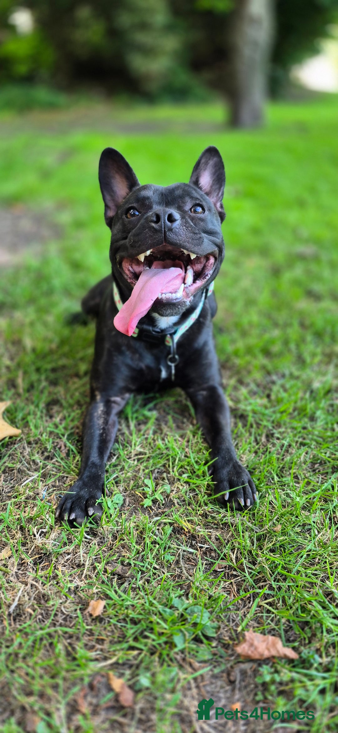 Mixed Breed dogs for sale: Male Fraffie For Sale - Image 1