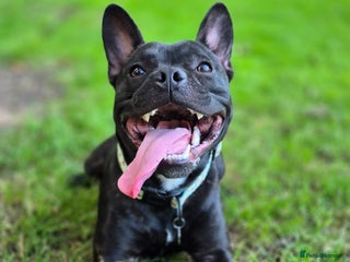 Mixed Breed dogs for sale - Advert 1