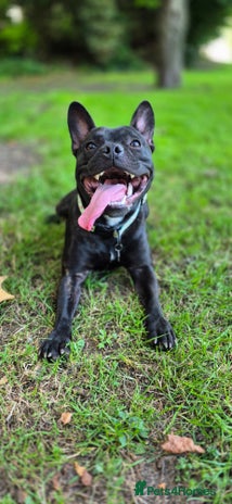 Mixed Breed dogs - Advert 6