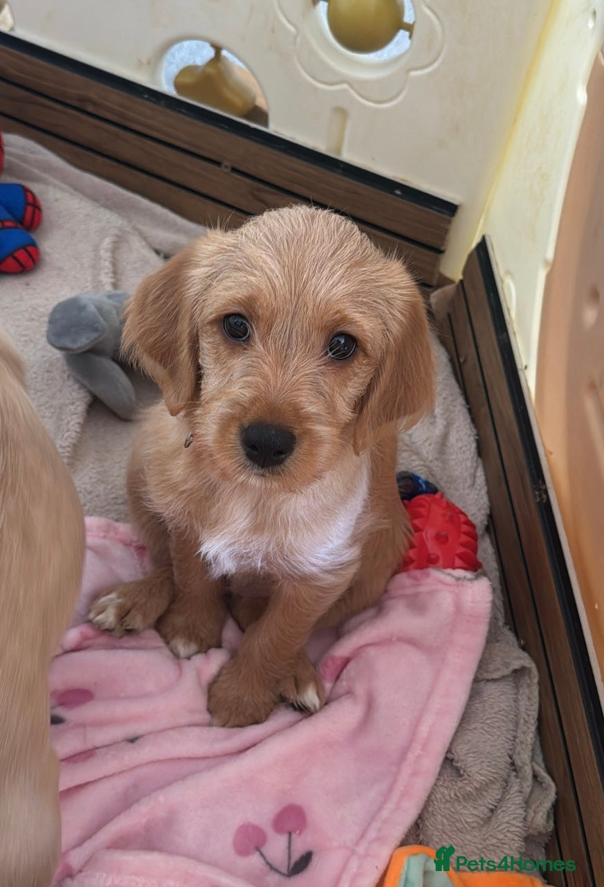 Double Doodle dogs READY NOW 🐾 !!LAST GIRL AVAILABLE!!! 🐾 - Advert 6