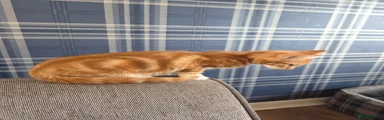 Ginger Boy 1