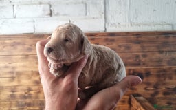 Mixed Breed dogs for sale: Moyen Poodles - Image 7