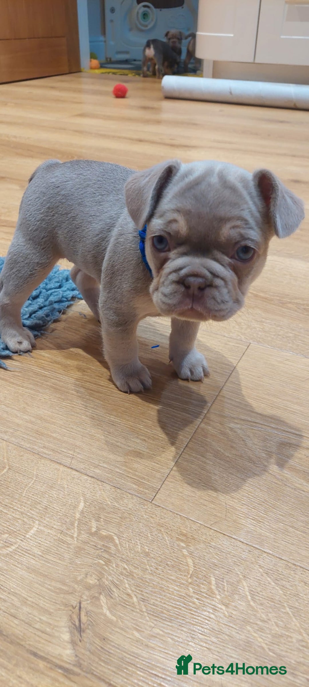 French Bulldog dogs for sale: KC Registered Beautiful French Bulldog Puppies - Advert 5