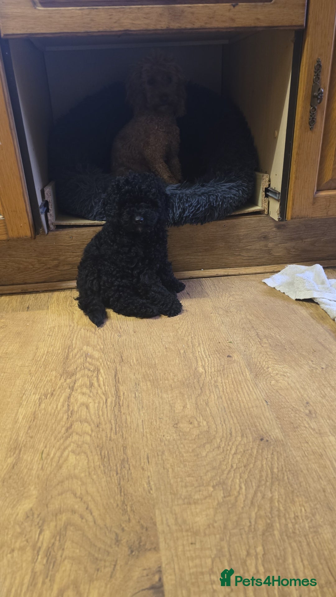 Toy Poodle dogs for sale: KC TINY TOY POODLE BOY ~ FIRTOY BLACK IS BACK - Image 5