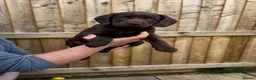 Sprocker dogs for stud: Rolo – Chocolate Working Cocker Spaniel Stud🐾  - Advert 6