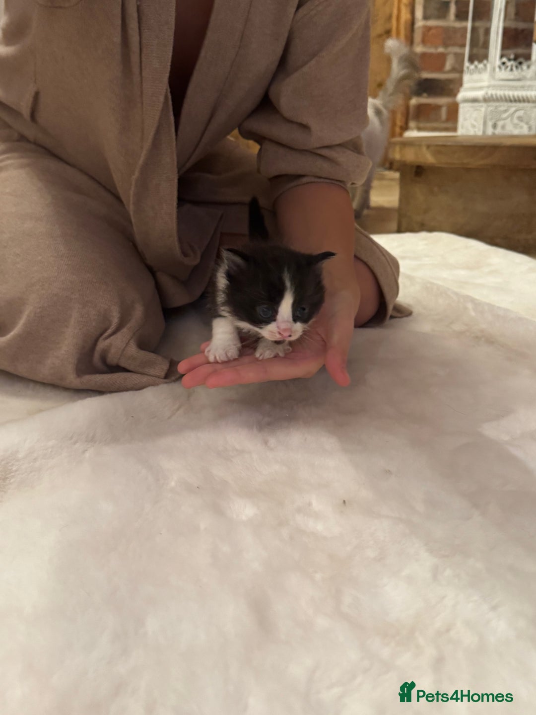 Ragdoll cats for sale: Half ragdoll stunningly marked kittens  - Image 18