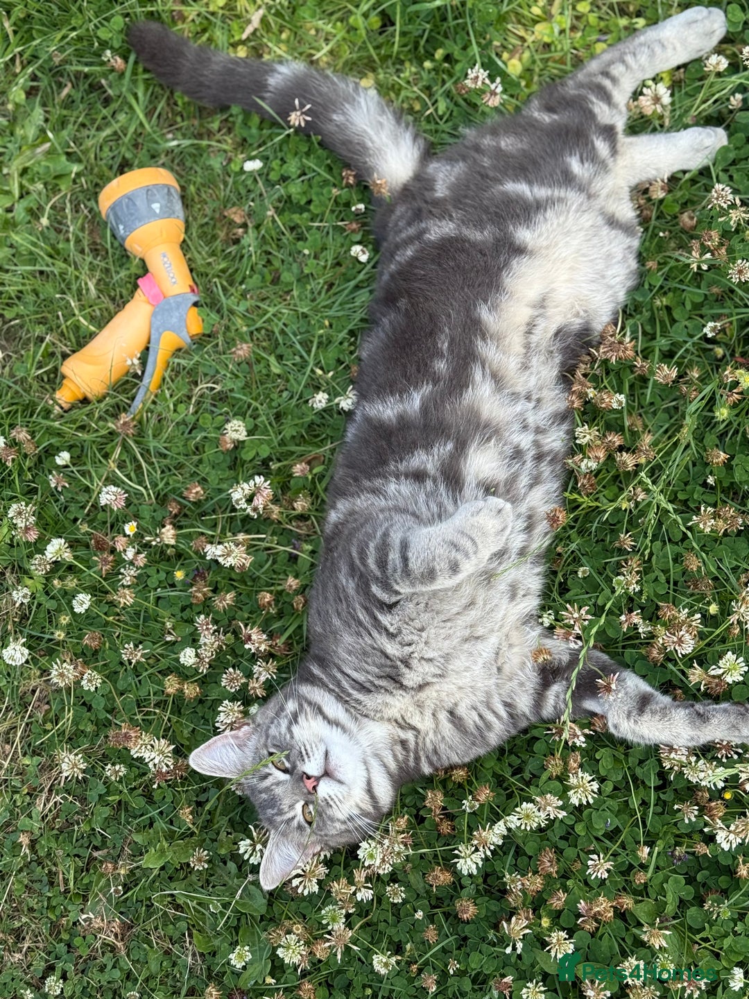 British Shorthair cats for sale: Sweet Halloween Baby Looking for a Loving Home🎃🐾 - Image 5