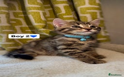 Mixed Breed cats for sale: 2 boys & 2 girls beautiful kittens - Image 3