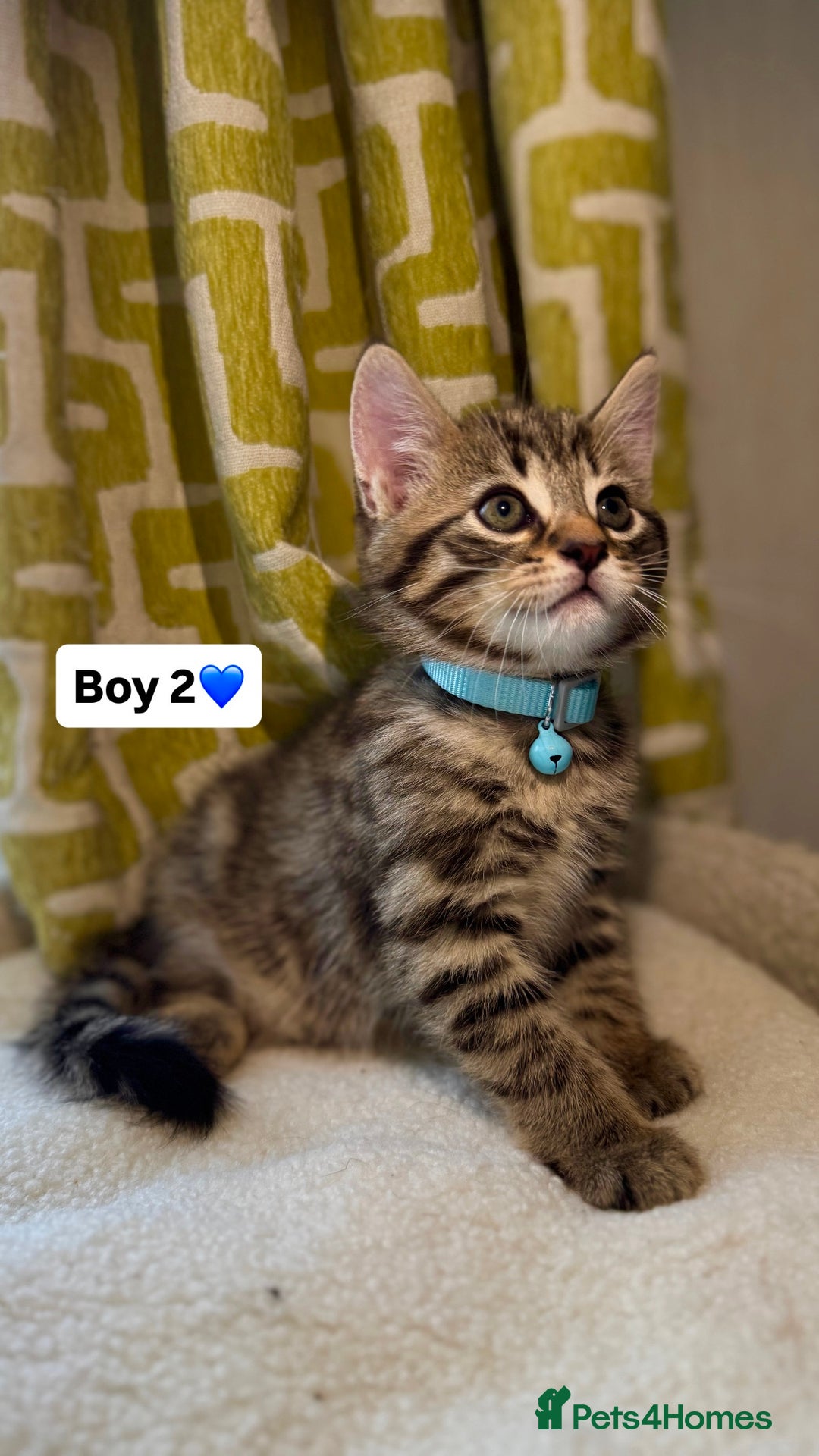 Mixed Breed cats for sale: 2 boys & 2 girls beautiful kittens - Image 3