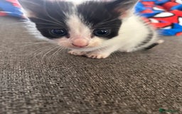 Domestic Shorthair cats for sale: Black and white shorthair kittens  - Image 10