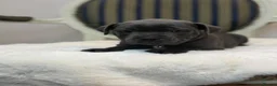 Staffordshire Bull Terrier dogs for sale: Premium RKC Staffordshire Bull Terrier Puppies 3 in Peterborough - Advert 34
