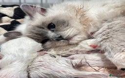 Ragdoll cats for sale: From Our Hearts to Yours – Ragdoll Kittens 💕 - Image 11