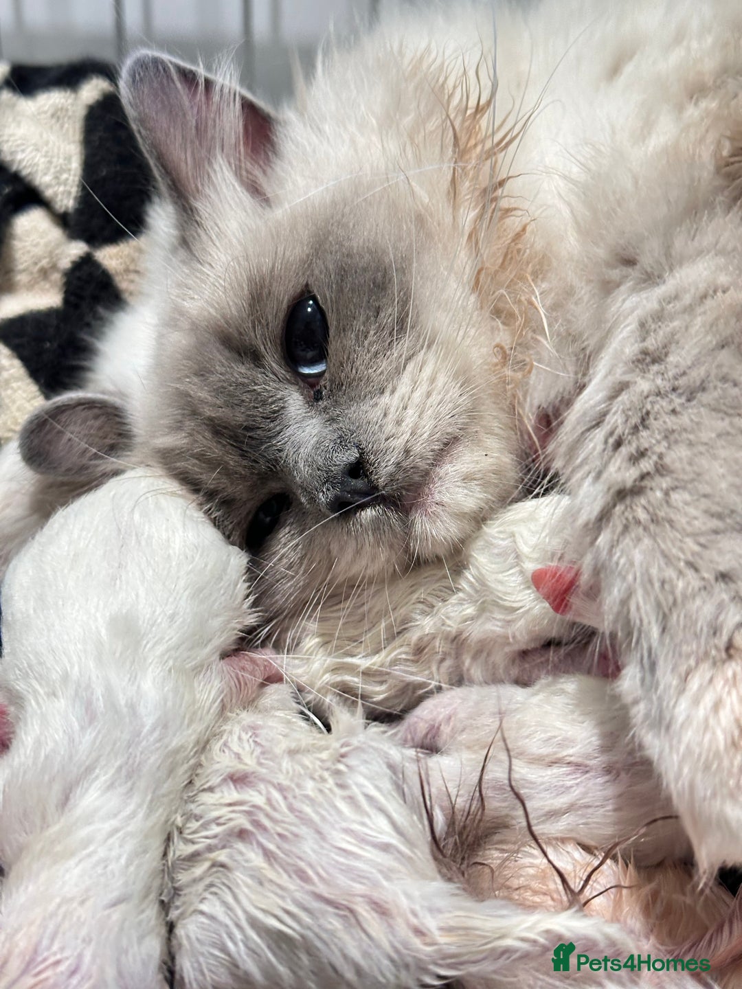 Ragdoll cats for sale: From Our Hearts to Yours – Ragdoll Kittens 💕 - Image 11