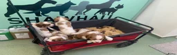 Cockalier dogs for sale: Cockaliers - Advert 5