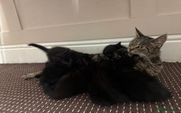 Mixed Breed cats for sale: 3 Black Male and 3 Black Female  - Image 9