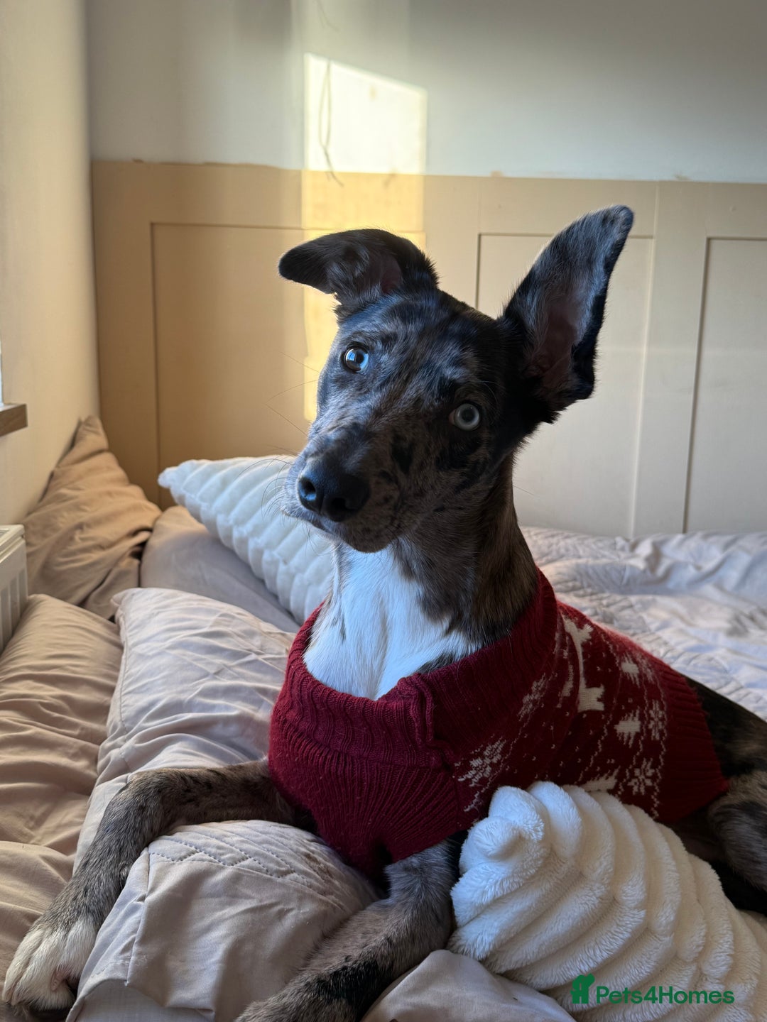 Lurcher dogs for stud: Collie x Whippet Stud  - Image 10