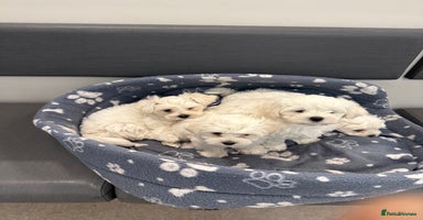 Maltese dogs - Advert 2