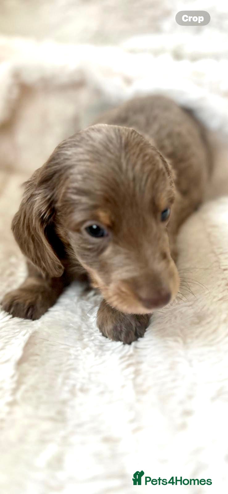 Dachshund dogs Lovely mini Dachshund puppies  - Advert 2