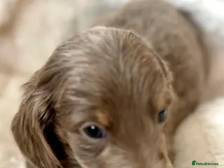 Dachshund dogs Lovely mini Dachshund puppies - Advert 2
