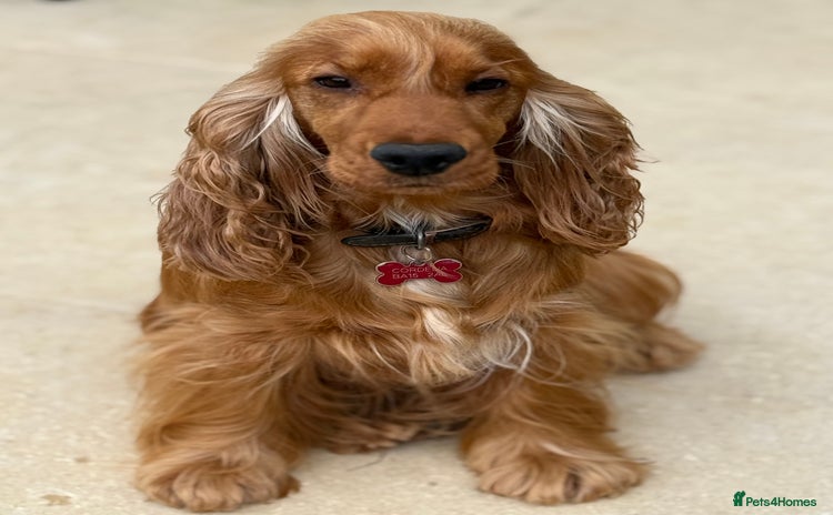 Cocker Spaniel dogs in Bradford-on-Avon - Advert 11