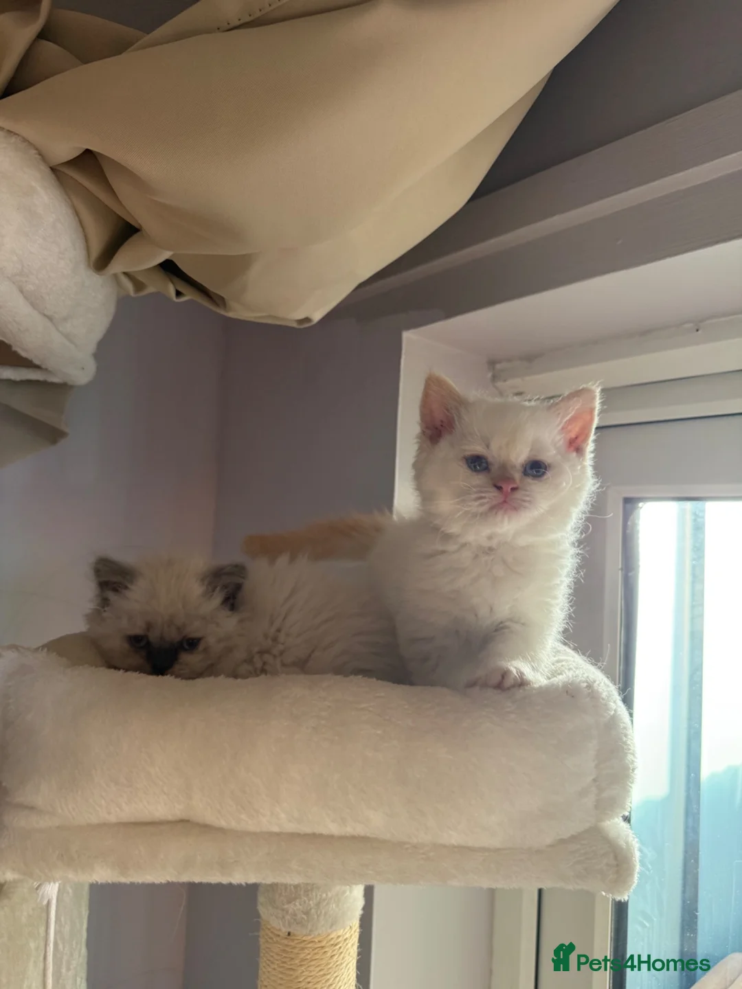 Selkirk Rex cats for sale: Selkirk rex kittens  - Advert 1
