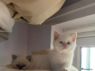 Selkirk Rex cats Selkirk rex kittens - Advert 9