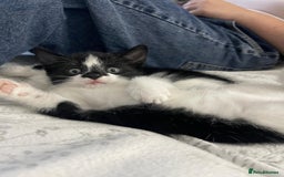 British Shorthair cats for sale: Tuxedo Kittens  - Image 11