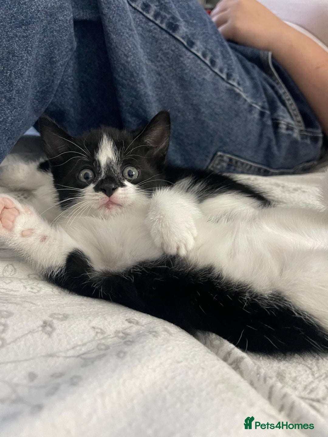 British Shorthair cats for sale: Tuxedo Kittens  - Image 11