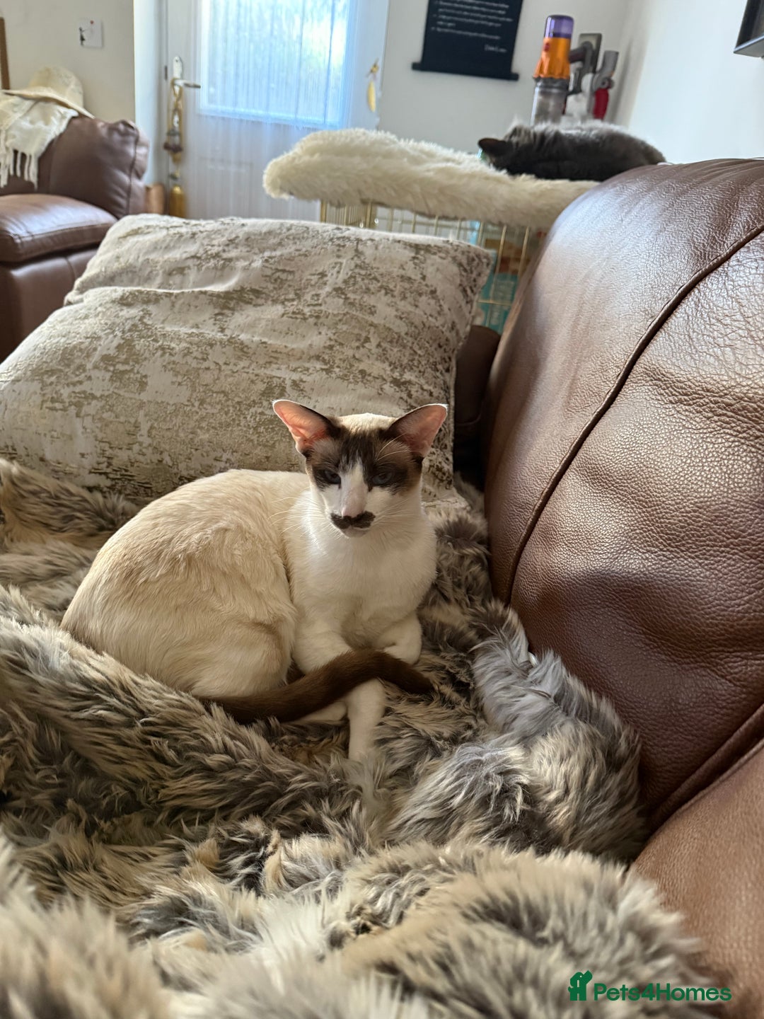 Oriental cats for sale: Oriental female  - Advert 1