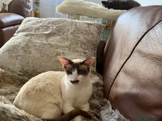 Oriental cats Oriental female - Advert 4