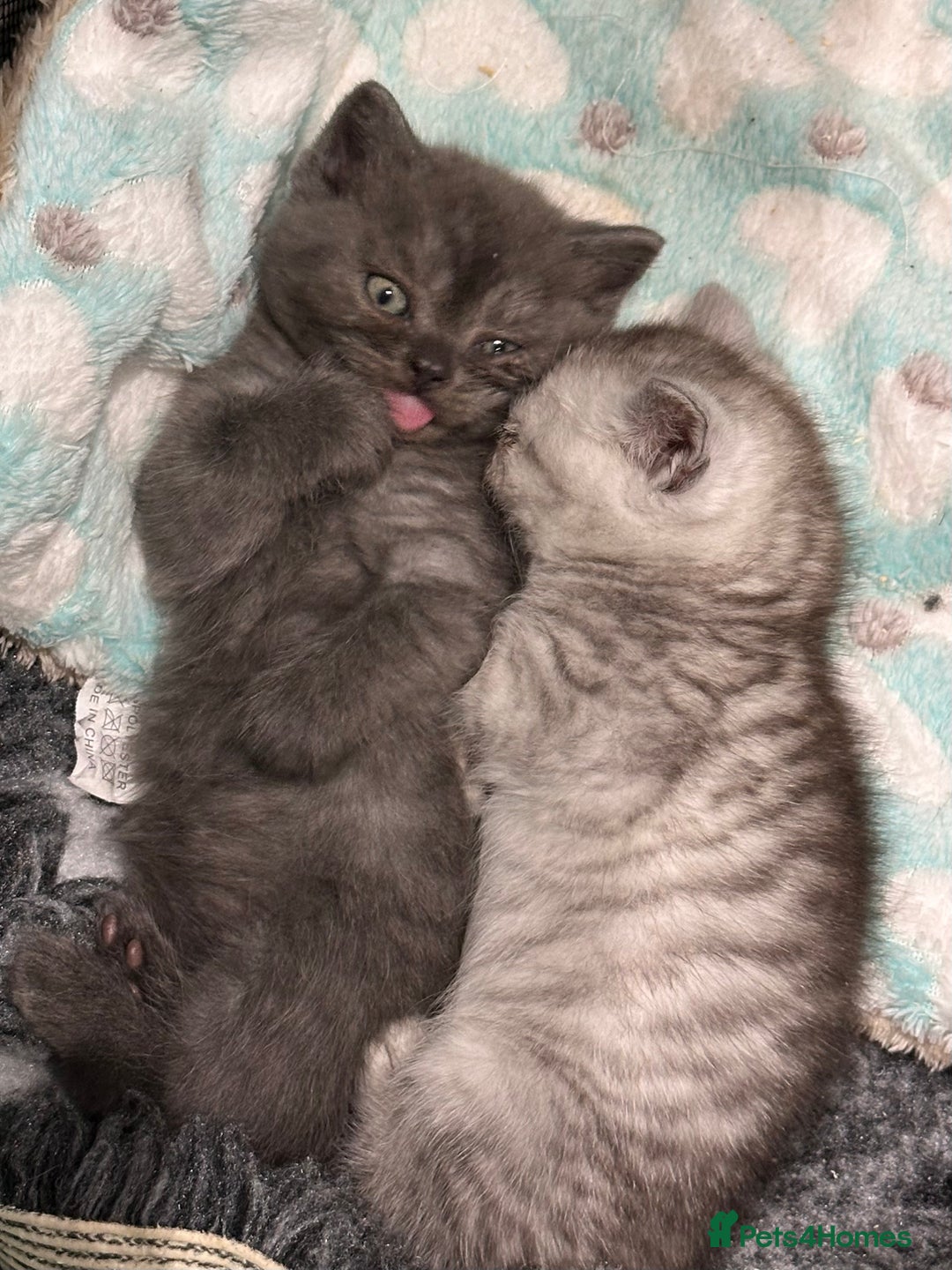 British Shorthair cats for sale: GORGEOUS BSH KITTENS in Oldham - Image 12
