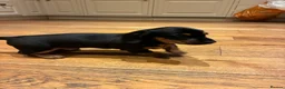 Miniature Dachshund dogs for sale: Magnificent dachshund puppies for sale  - Advert 9