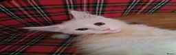 Maine Coon cats for sale: Russian bloodline Maine coon kittens in Leeds - Advert 16