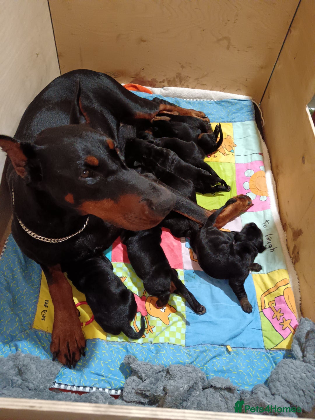 Dobermann dogs for sale: EUROPEAN DOBERMAN PUPPIES in Walsall - Image 6