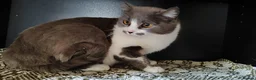 Mixed Breed cats for adoption: Marble, 6 months approx. Available for adoption. in Brixham - Advert 10